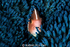 Nemo portrait by Kelvin H.y Tan 